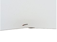 Recambio de capot para peugeot partner monospace (5_, g_) 1.9 d referencia OEM IAM    2