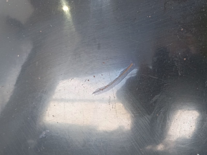 Recambio de capot para honda civic viii hatchback (fn, fk) 2.2 ctdi (fk3) referencia OEM IAM   