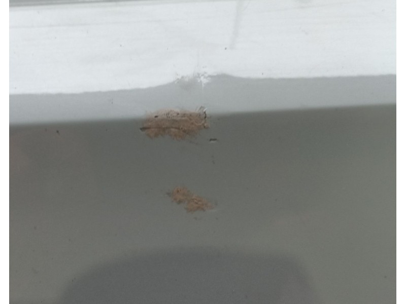 Recambio de paragolpes trasero para audi q8 (4mn, 4mt) 50 tdi mild hybrid quattro referencia OEM IAM   