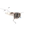 Recambio de cerradura puerta delantera derecha para nissan almera (n15) gx referencia OEM IAM 8055289918R  