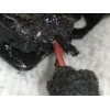Recambio de cerradura capot para volkswagen golf vii lim. (5g1) advance bluemotion referencia OEM IAM 5G1823509B  