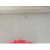 Recambio de bomba freno para dacia sandero ii (b8_) 1.2 referencia OEM IAM 460111938R  