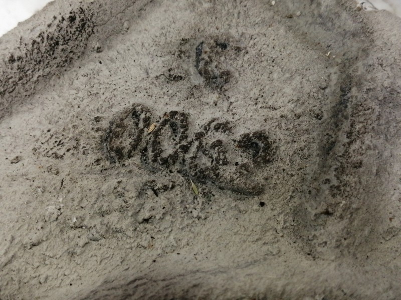 Recambio de brazo suspension inferior delantero derecho para peugeot expert kasten furg. acristaldo referencia OEM IAM   