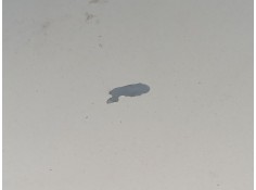 Recambio de capot para opel zafira / zafira family b (a05) 1.9 cdti (m75) referencia OEM IAM    2