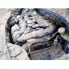 Recambio de motor completo para peugeot 2008 i (cu_) 1.6 bluehdi 100 referencia OEM IAM BHY  